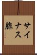 サイナス腺 Scroll