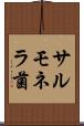 サルモネラ菌 Scroll