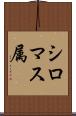 シロマス属 Scroll
