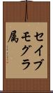 セイブモグラ属 Scroll