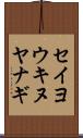 セイヨウキヌヤナギ Scroll