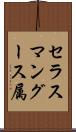 セラスマングース属 Scroll