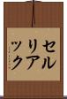 セルリアック Scroll