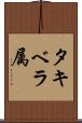 タキベラ属 Scroll
