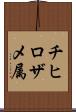 チヒロザメ属 Scroll
