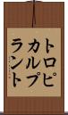 トロピカル・プラント Scroll
