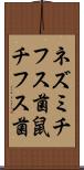 ネズミチフス菌 Scroll