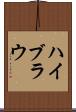 ハイブラウ Scroll