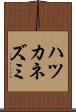 ハツカネズミ Scroll