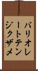 バリオレートテンジクザメ Scroll