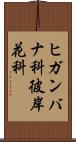 ヒガンバナ科 Scroll