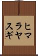 ヒマラヤスギ Scroll