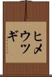 ヒメウツギ Scroll