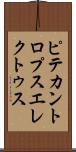 ピテカントロプス・エレクトゥス Scroll