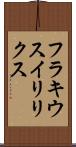 フラキウスイリリクス Scroll