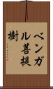 ベンガル菩提樹 Scroll