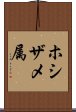 ホシザメ属 Scroll