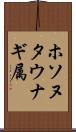 ホソヌタウナギ属 Scroll