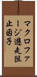 マクロファージ遊走阻止因子 Scroll