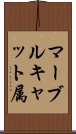 マーブルキャット属 Scroll