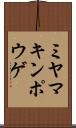 ミヤマキンポウゲ Scroll