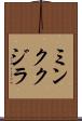 ミンククジラ Scroll