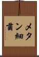 メタン細菌 Scroll