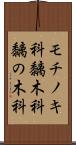 モチノキ科 Scroll