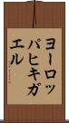 ヨーロッパヒキガエル Scroll