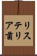 リステリア菌 Scroll