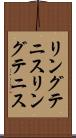 リングテニス Scroll