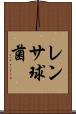 レンサ球菌 Scroll
