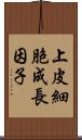 上皮細胞成長因子 Scroll