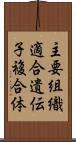 主要組織適合遺伝子複合体 Scroll