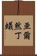 亜爾然丁蟻 Scroll