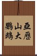 亞歷山大鸚鵡 Scroll