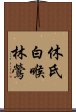 休氏白喉林鶯 Scroll