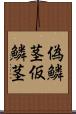 偽鱗茎 Scroll