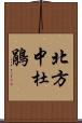 北方中杜鵑 Scroll