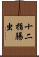 十二指腸虫 Scroll