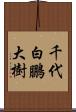 千代白鵬大樹 Scroll