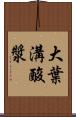 大葉溝酸漿 Scroll