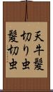 天牛 Scroll