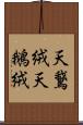 天鵞絨 Scroll