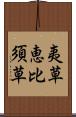 夷草 Scroll
