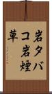 岩タバコ Scroll