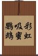 彩虹吸蜜鸚鵡 Scroll