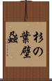 杉の葉壁蝨 Scroll