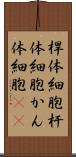 桿体細胞 Scroll