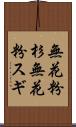 無花粉杉 Scroll